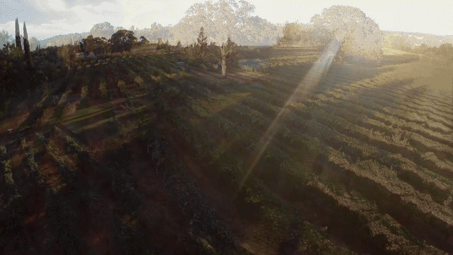 A look at the new nelloolivo.com: the vineyard, the truck at the gate, the rows