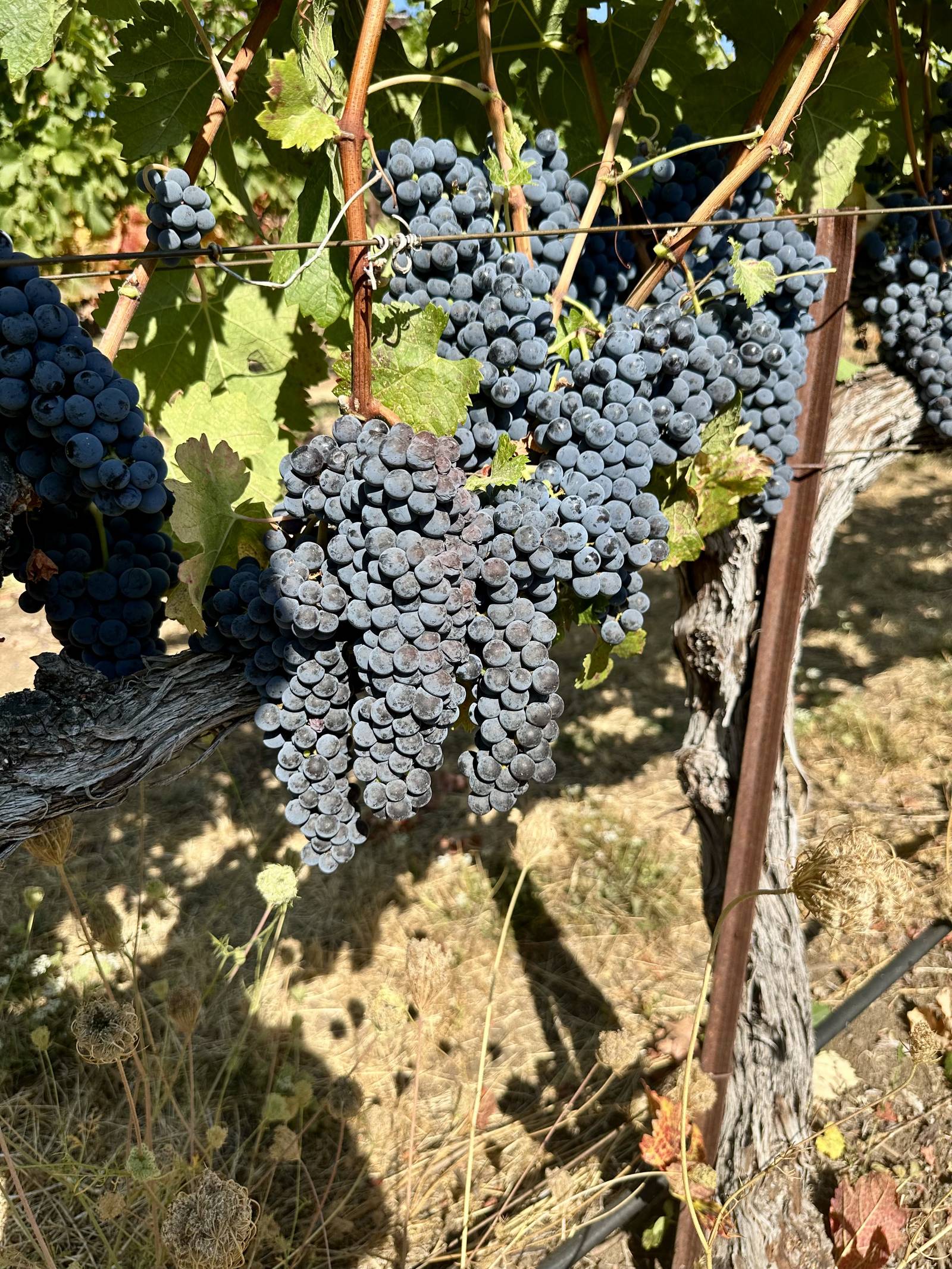Sagrantino grapes on the vine at Rancho Olivo Vineyards